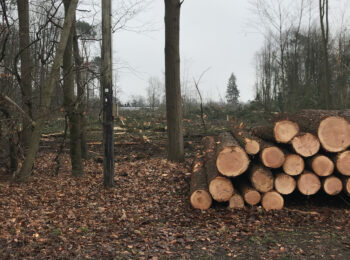 Illegale Abholzung Quickborn Birkenweg